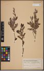 Foto von Salix aurita L. x Salix myrtilloides L.